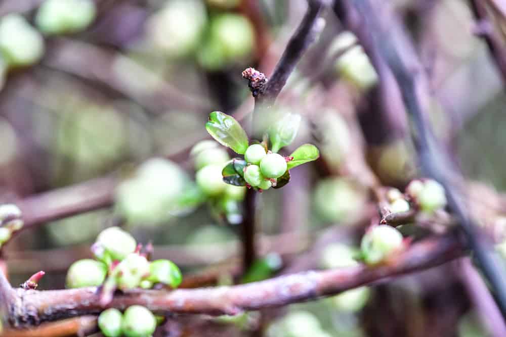 Quince branches in bud stage prior to shipment
