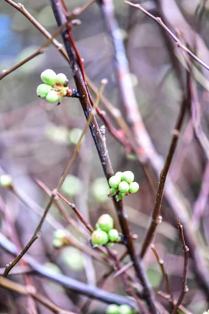 quince branches in bud stage | Oregon Coastal Flowers LLC quince branches in bud stage