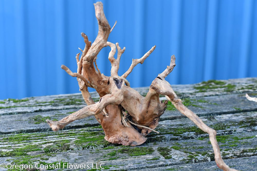 Spider Wood Spider Root perfect for fish aquarium & reptile terrarium