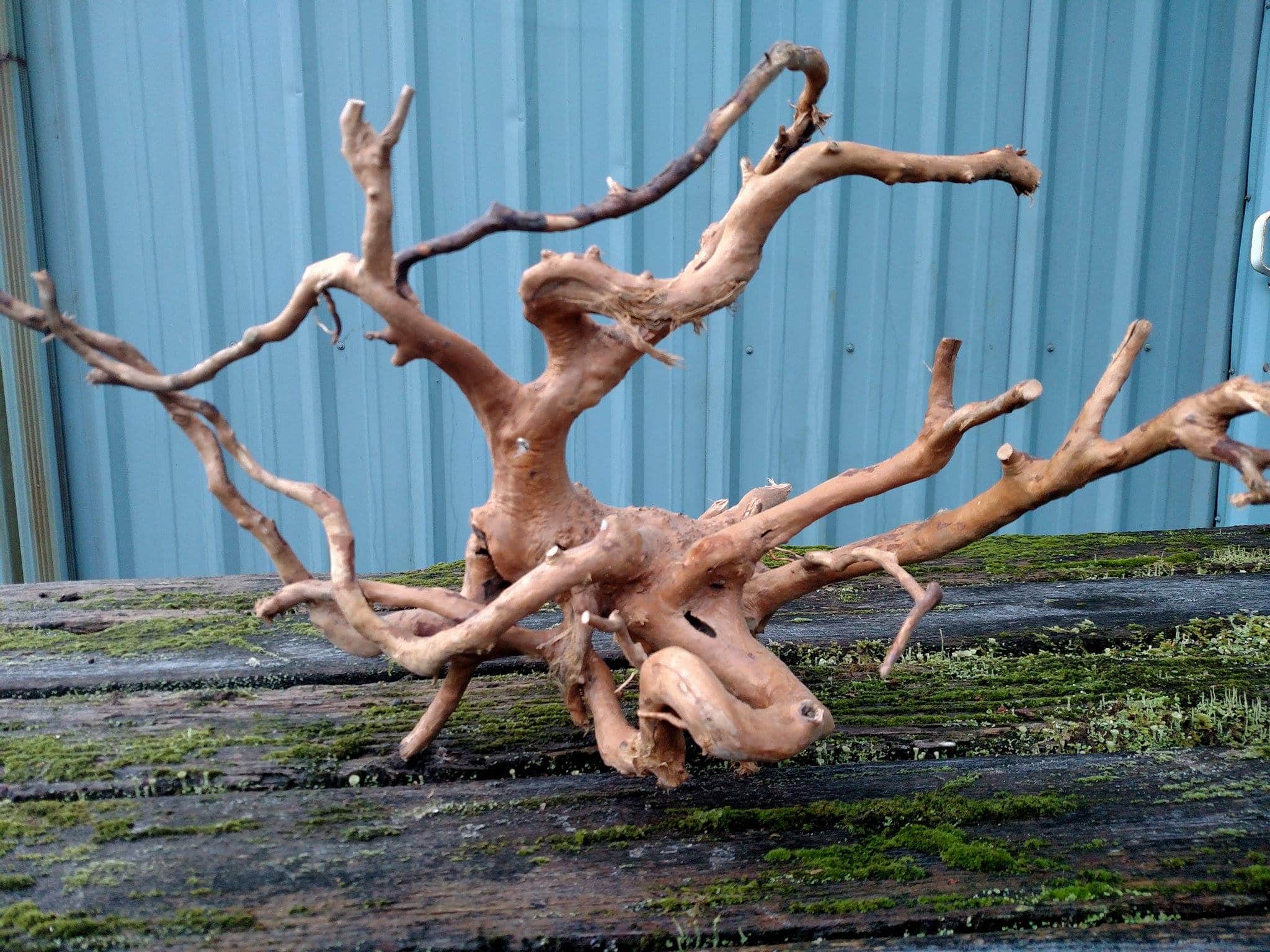 5.06.19 Spider Wood Roots to be used in aquariums.