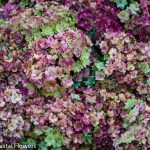 antique pistacio hydrangea | Oregon Coastal Flowers LLC antique pistacio hydrangea
