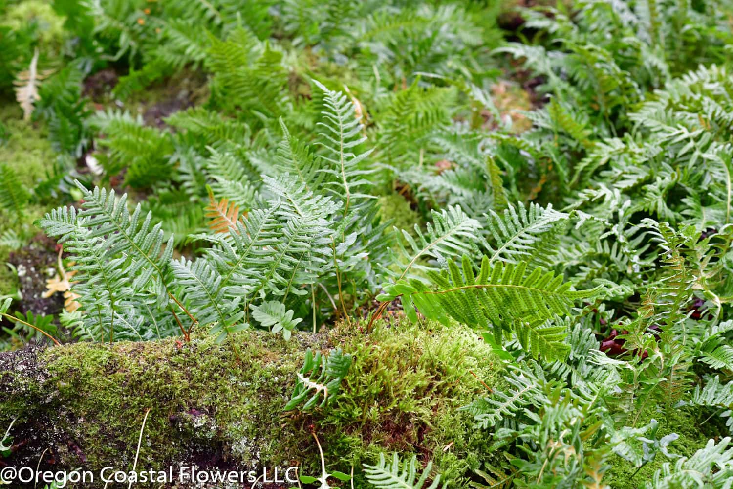 Carpet Moss 2 | Oregon Coastal Flowers LLC carpet-moss