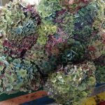 antique hydrangea (2) | Oregon Coastal Flowers LLC antique hydrangea (2)