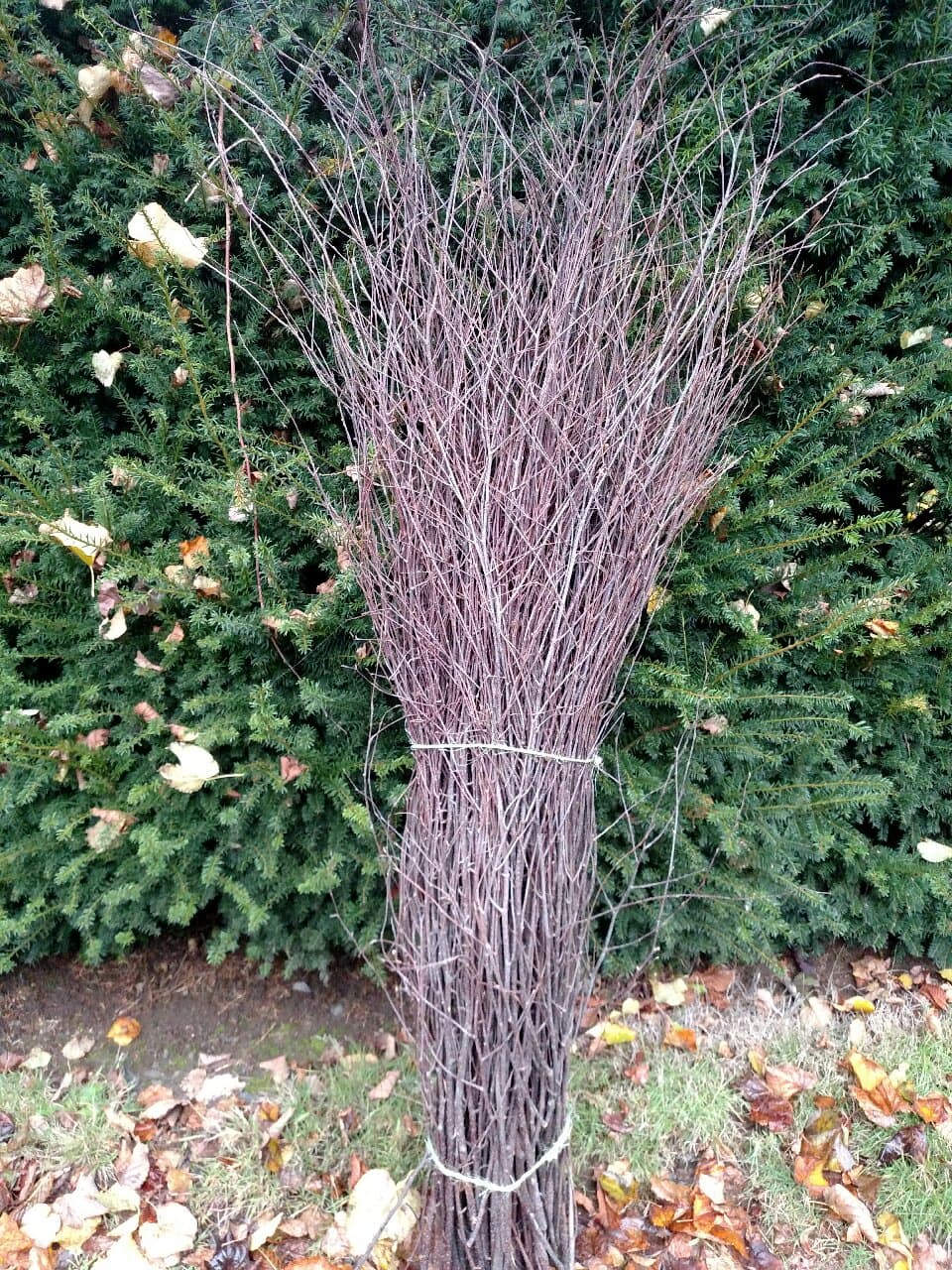 Natural birch branches