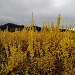 chinese new year forsythia branches | Oregon Coastal Flowers LLC chinese new year forsythia branches