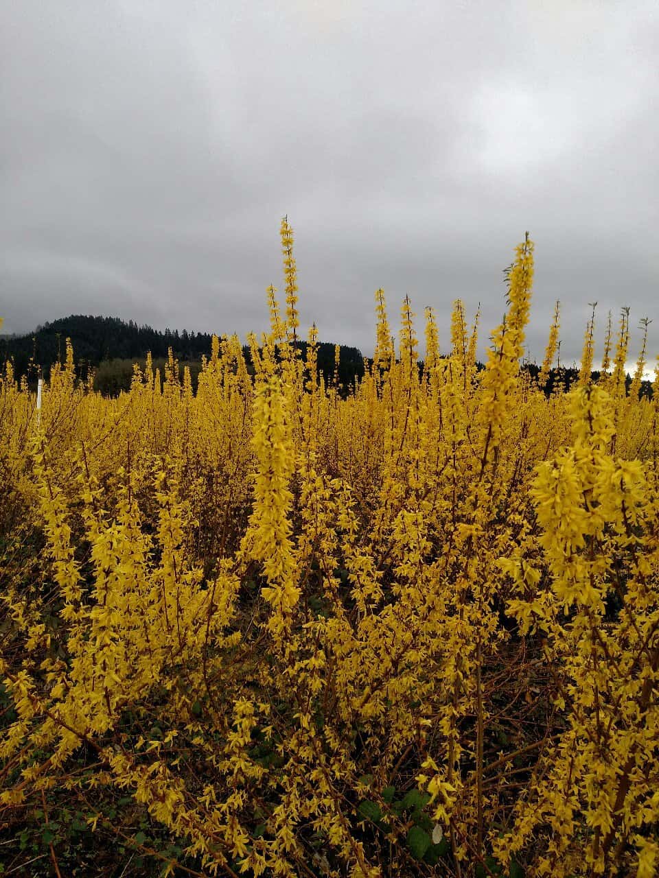 Forsythia branches in field — bright yellow blooms