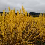 chinese new year forsythia farm | Oregon Coastal Flowers LLC chinese new year forsythia farm