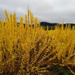 chinese new year forsythia quince branches