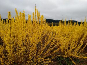 chinese new year forsythia quince branches | Oregon Coastal Flowers LLC chinese new year forsythia quince branches