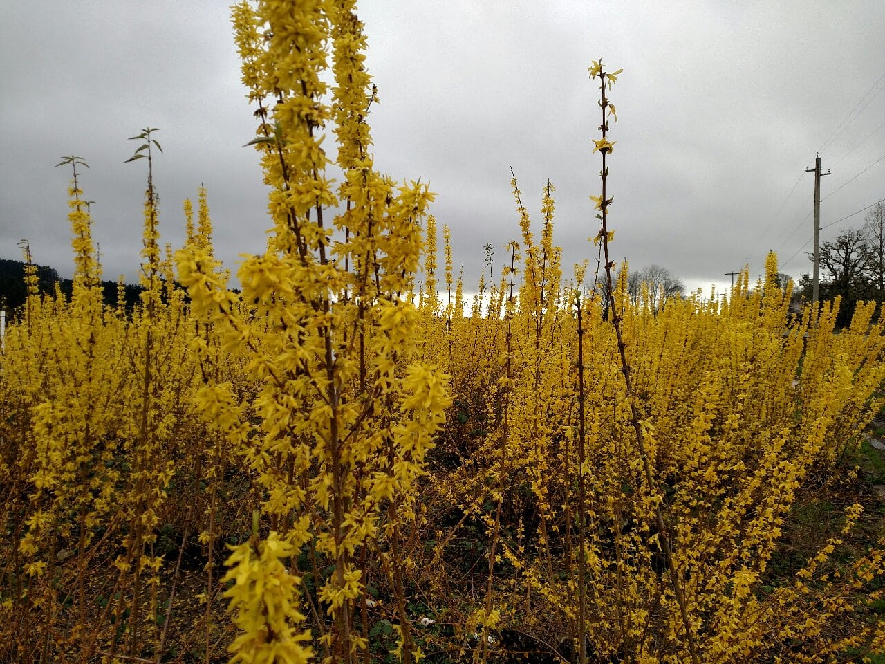 chinese new year forsythia | Oregon Coastal Flowers LLC chinese new year forsythia