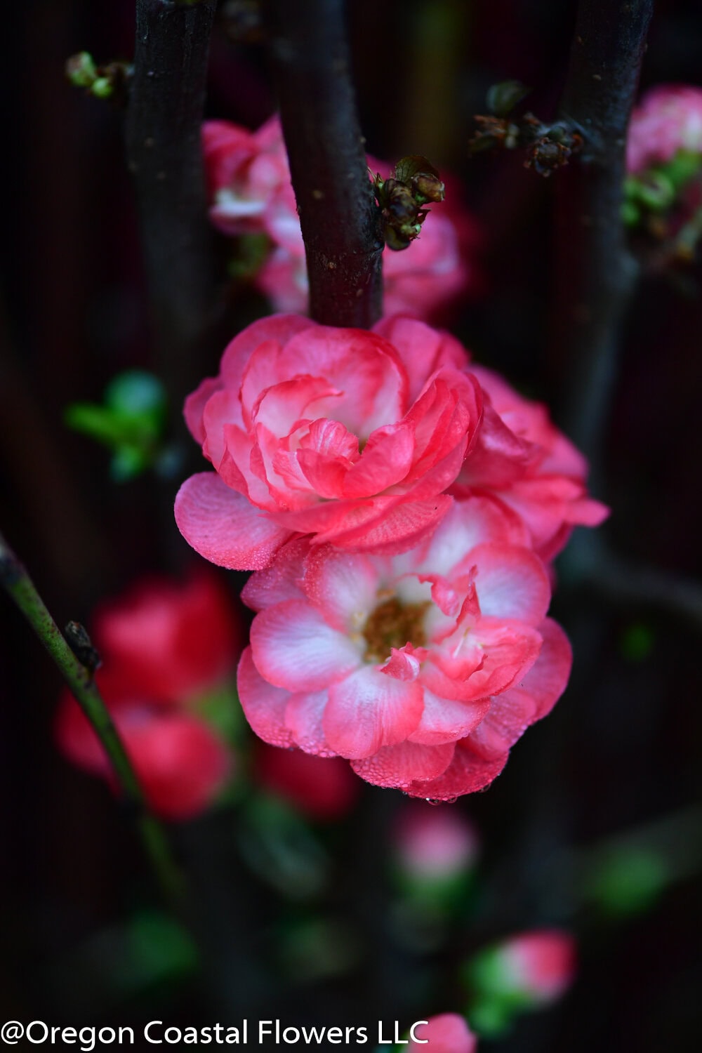 Chinese New Year Branches