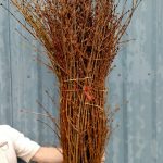 forsythia | Oregon Coastal Flowers LLC forsythia