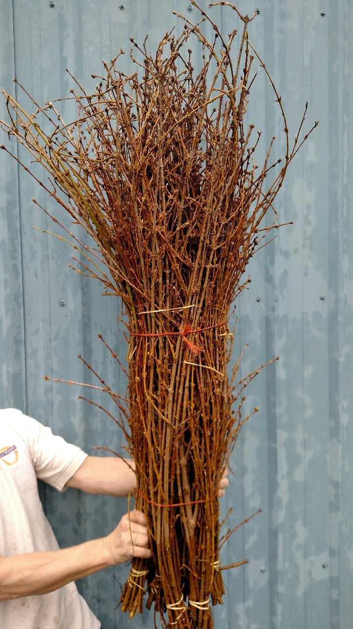 Forsythia bundle in bud stage prior to shipment