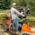 montbretia harvest