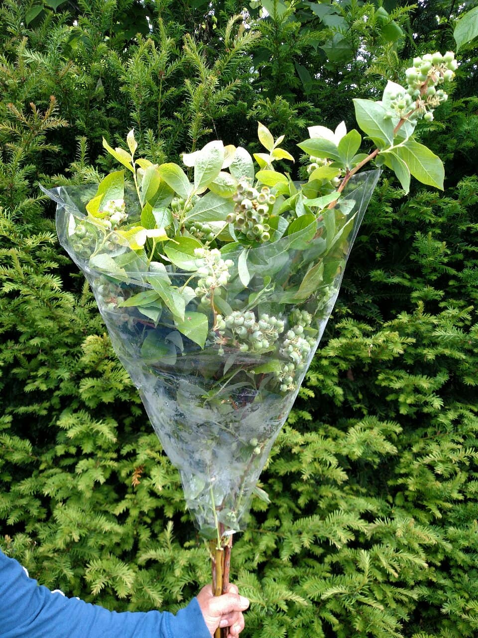 6.03.19 Fresh Cut Blueberry Branches used as a specialty cut flower
