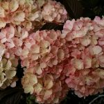 pink snowball | Oregon Coastal Flowers LLC pink snowball