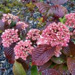 pink snowball viburnum | Oregon Coastal Flowers LLC pink snowball viburnum