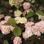 pink snowballls | Oregon Coastal Flowers LLC pink snowballls