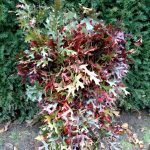 red oak branches | Oregon Coastal Flowers LLC red oak branches