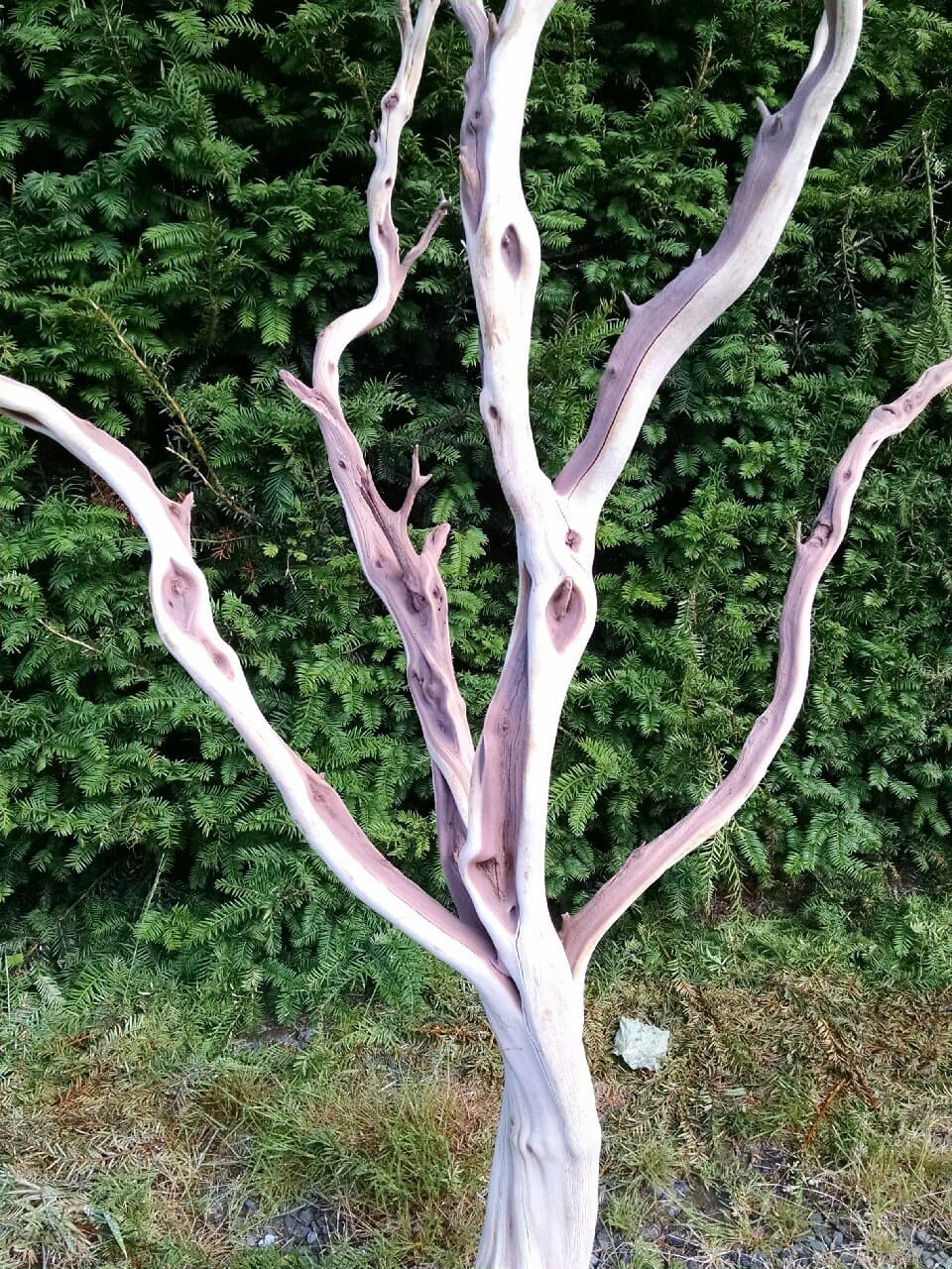 Manzanita Branches, leafless & sandblasted 3.16.17