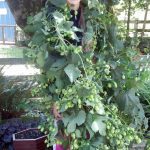 hop vines | Oregon Coastal Flowers LLC hop vines
