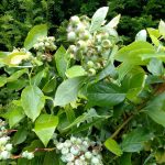 blueberry branches with fruit | Oregon Coastal Flowers LLC Blueberry Branches Specialty Cut