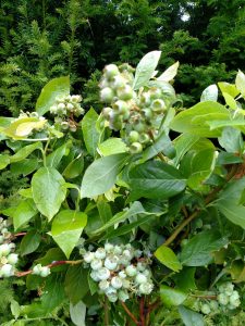 blueberry branches with fruit | Oregon Coastal Flowers LLC Blueberry Branches Specialty Cut