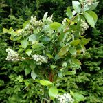 blueberry branches with berries | Oregon Coastal Flowers LLC blueberry branches with fruit