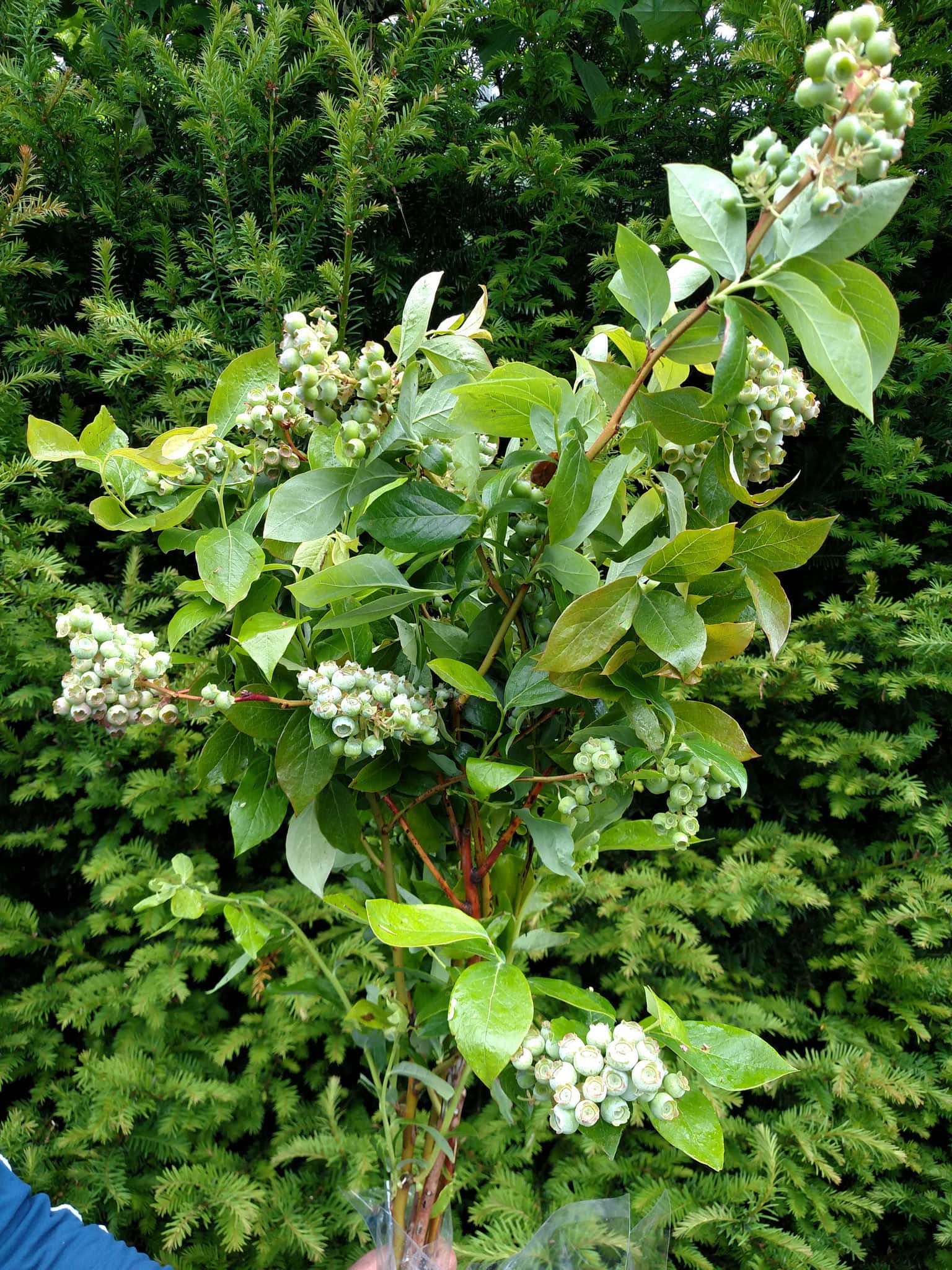 Blueberry branches