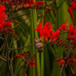 montbretia lucifer fresh cut flowers and montbretia pods