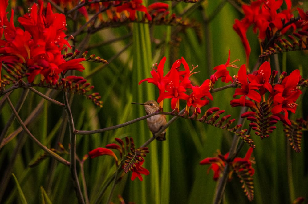 _DSC9179 | Oregon Coastal Flowers LLC montbretia lucifer fresh cut flowers and montbretia pods