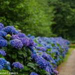 oregon coastal flowers hydrangea blue, purple, white, lavender, green, antique, and more hydrangea colors.