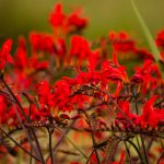 montbretia pods