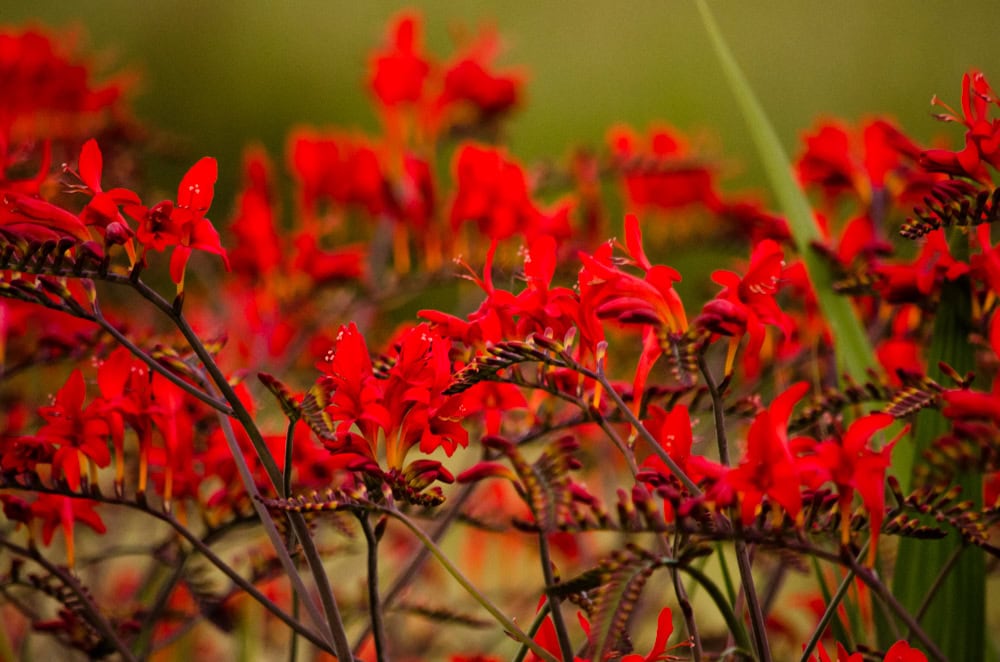 6.26.19 Montbretia Pods