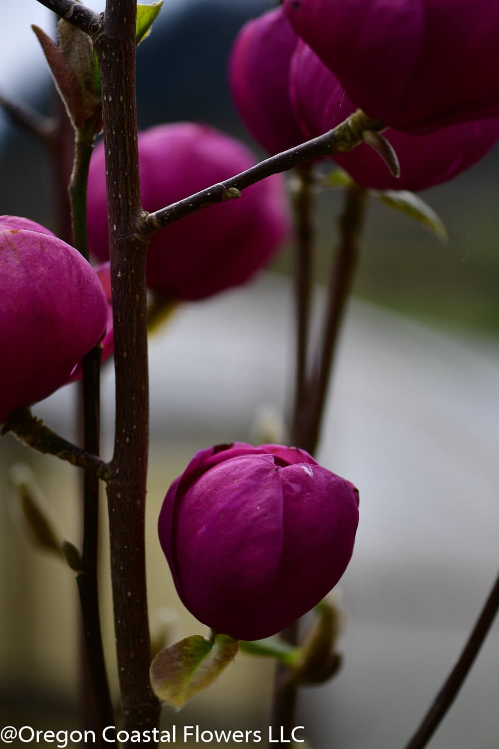 2025 Flowering Branches Preview Oregon Coastal Flowers