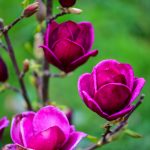 black dark purple tulip magnolia flowering branches