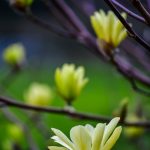 bright yellow tulip magnolia flowering branches
