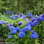 blue hydrangeas | Oregon Coastal Flowers LLC blue hydrangeas