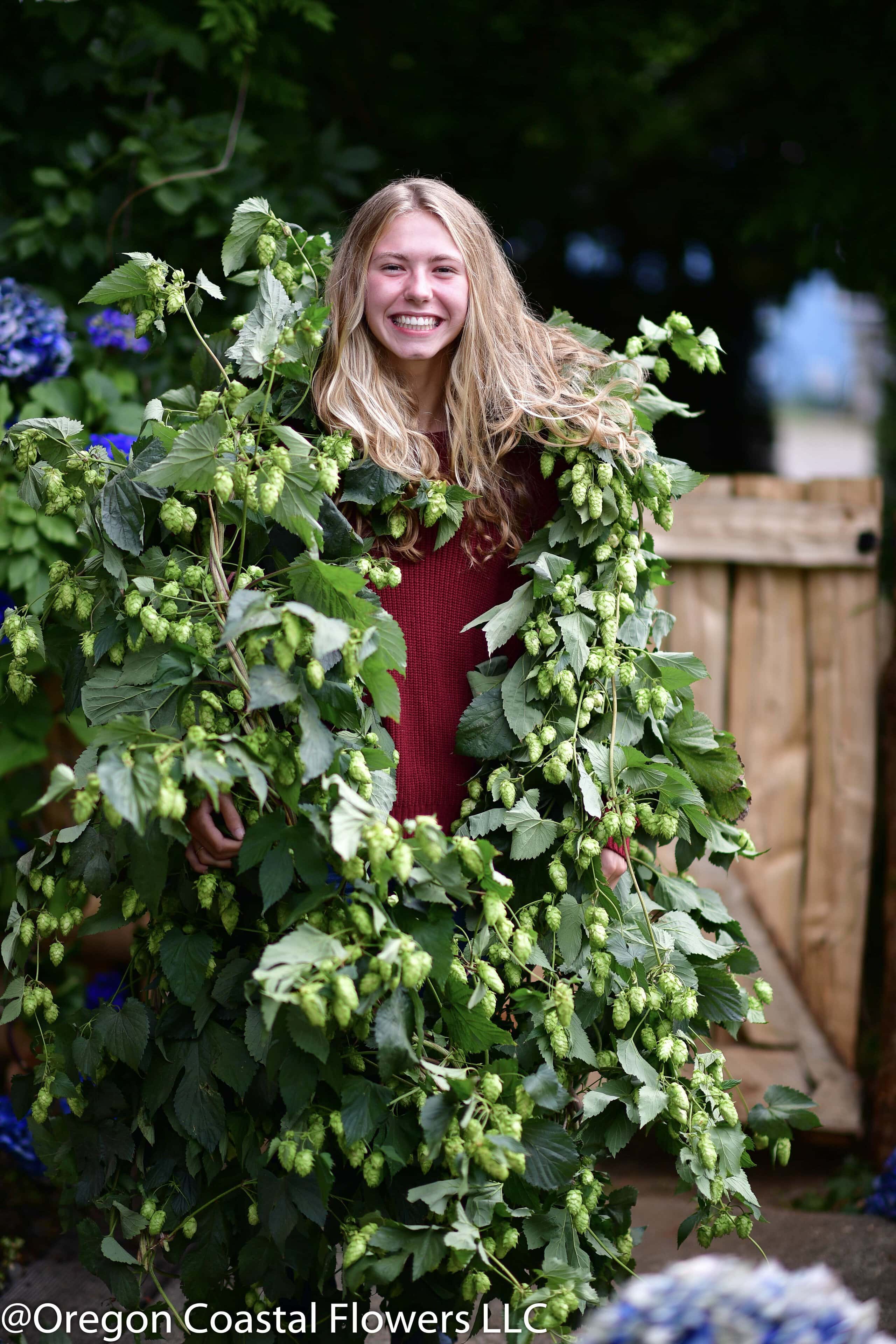 Hops plant