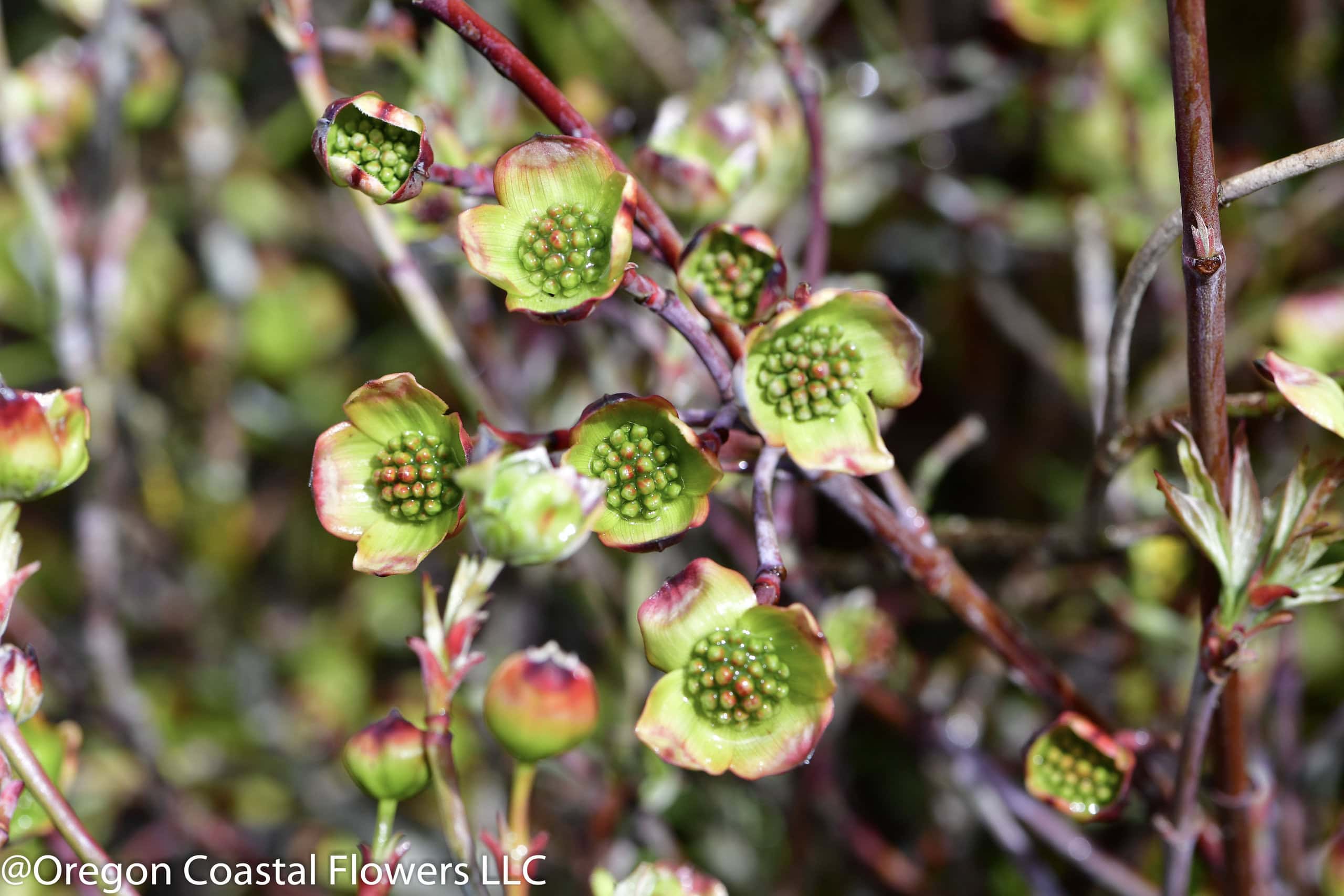 Flowering dogwood just starting to open
