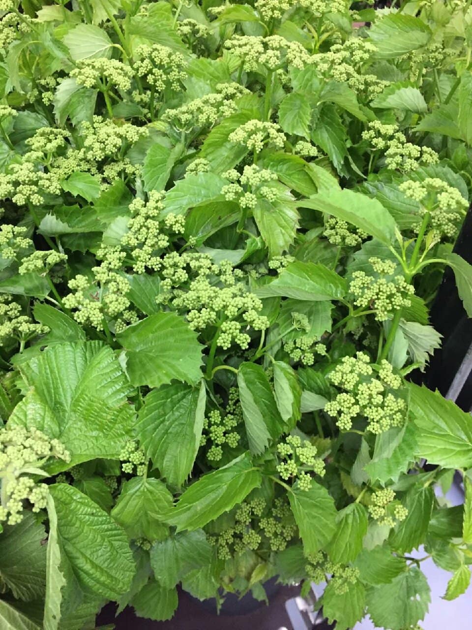 Spring lace viburnum