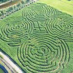 corn mazes on the oregon coast | Oregon Coastal Flowers LLC corn mazes on the oregon coast