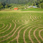 hydrangea ranch corn maze | Oregon Coastal Flowers LLC hydrangea ranch corn maze