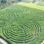 kilchis river corn maze and pumpkin patch | Oregon Coastal Flowers LLC kilchis river corn maze and pumpkin patch