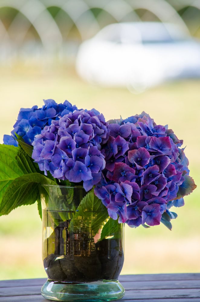 7.19.18 Lavender Hydrangeas & Oregon Coast Wedding Venue
