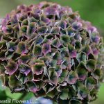 purple antique hydrangea | Oregon Coastal Flowers LLC Antique Hydrangea Cut Flower