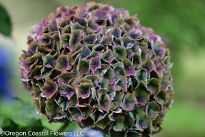 purple antique hydrangea | Oregon Coastal Flowers LLC Antique Hydrangea Cut Flower