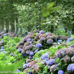 purple antique hydrangeas
