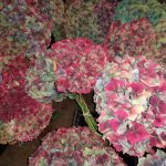 antique hydrangea with pink and blue | Oregon Coastal Flowers LLC antique hydrangea with pink and blue