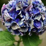 antique purple hydrangea